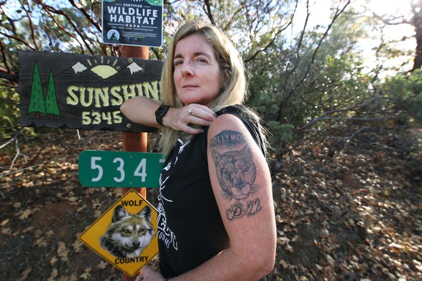 MIDPINES, CA DECEMBER 2, 2021 - Beth Pratt, who single handedly helped raise $87 million for the "Save LA Cougars" campaign, which is a mountain lion crossing conservation project in Southern California, is shown showing off her tatoo of P-22, a famous mountain lion living in Griffith Park, near her home in Midpines, Calif., Thursday, Dec. 2, 2021. (Gary Kazanjian / For The Times)
