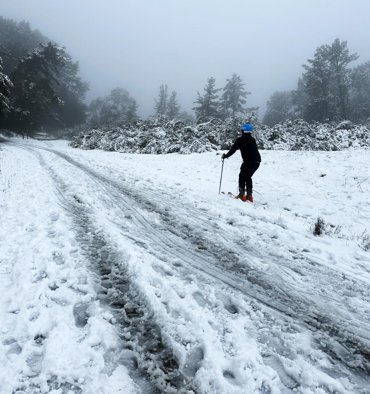 A man on skis stands amid a light coating of snow. Evergreen trees are in the background.