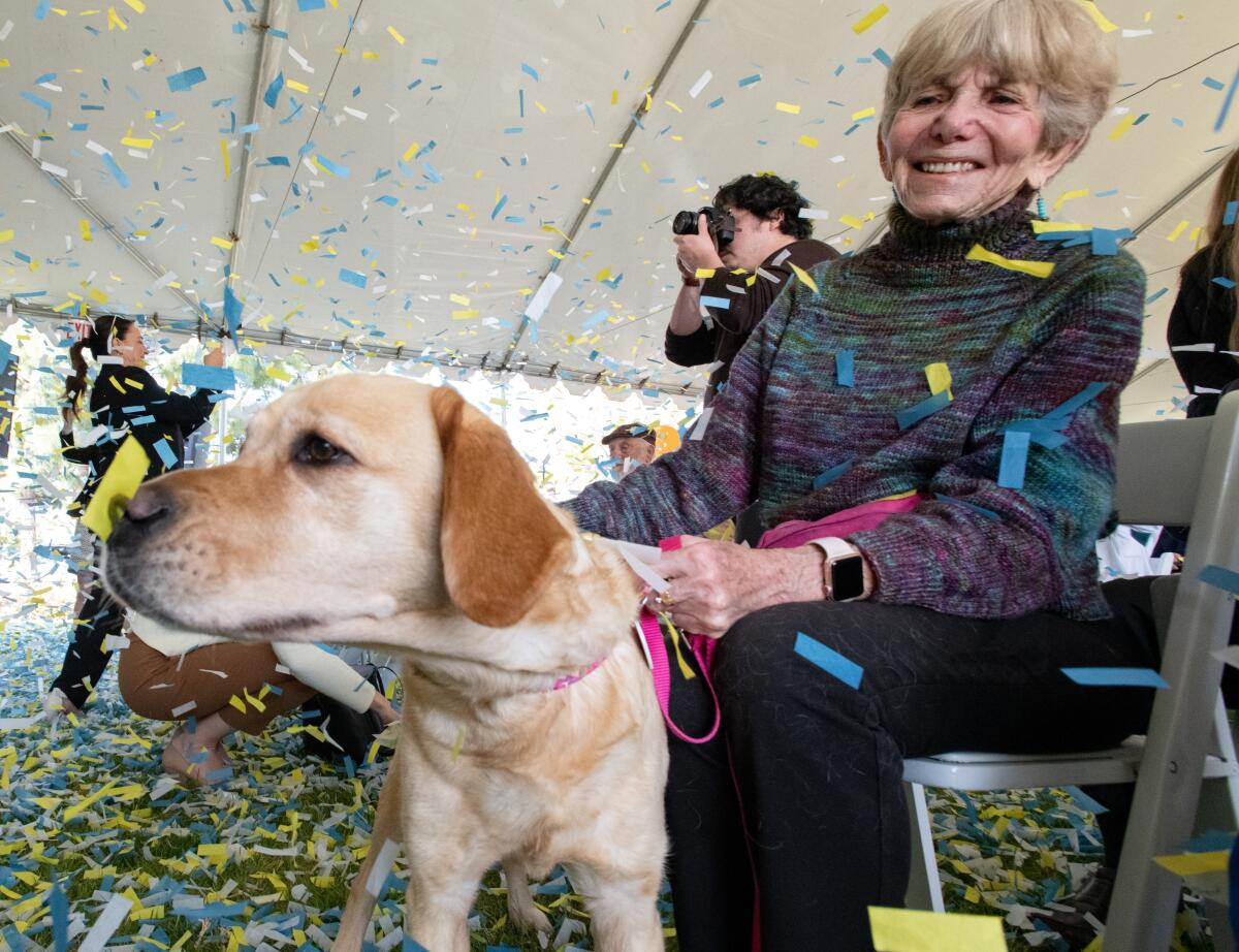 Therapy dog Carlie sniffs at confetti with her owner, therapist Mickie Shapiro.