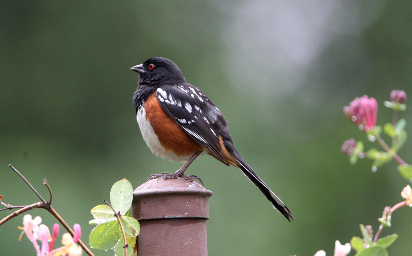 A friendly Spotted towhee was observed by attendees of the BirdLA birding walk at Descanso Gardens in La Cañada Flintridge on Saturday, May 7, 2016. Local birding expert Hill Penfold led the walk through the gardens.