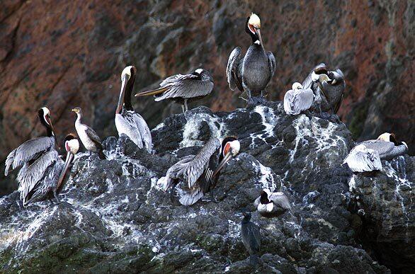 Anacapa Island