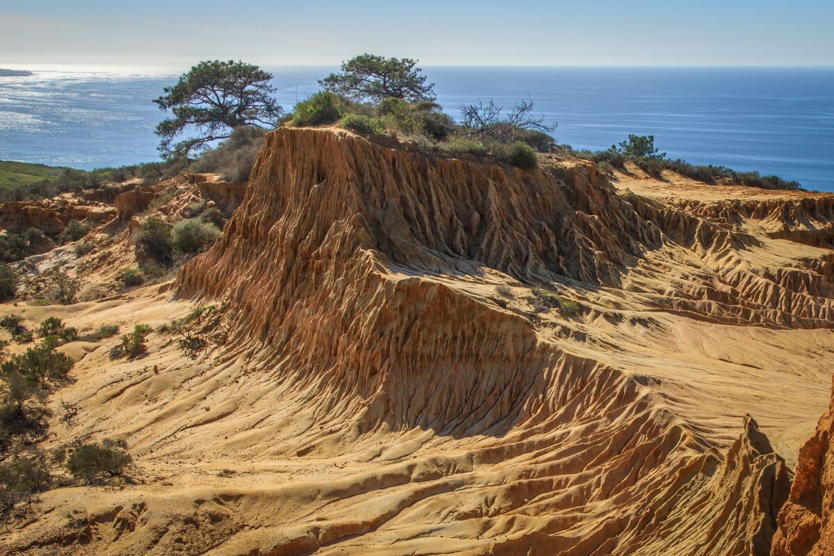 are dogs allowed at torrey pines hike