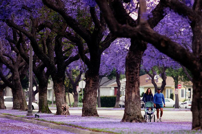 Jacaranda trees burst with purple blossoms along Studebaker Road in Long Beach, where a family takes a morning stroll.