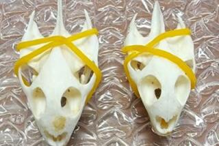 Turtle skulls were among the thousands of items detained by U.S. Customs and Border Protection.