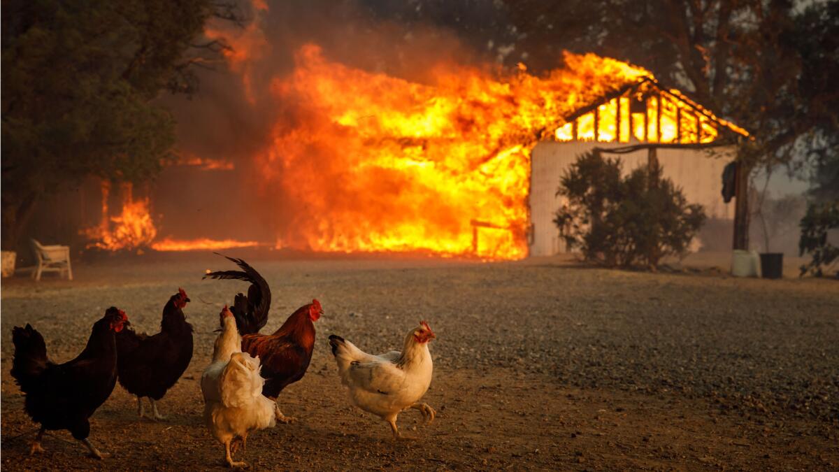 Chickens run free near a home being consumed by the River fire near Lakeport, Calif. New research shows that temperatures rise faster in places under drought conditions.