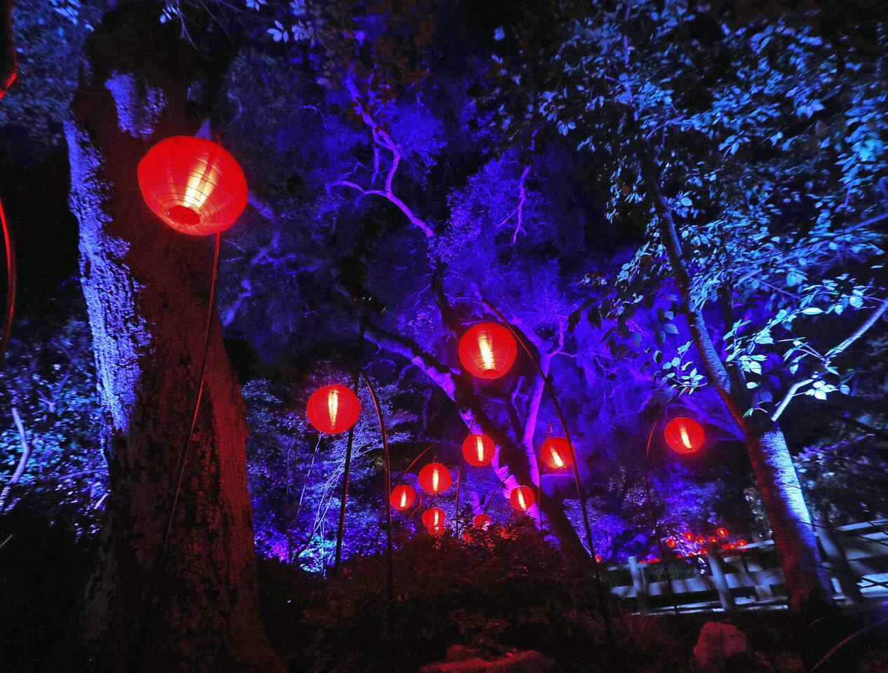 Photo Gallery: Descanso Gardens Enchanted Forest of Light