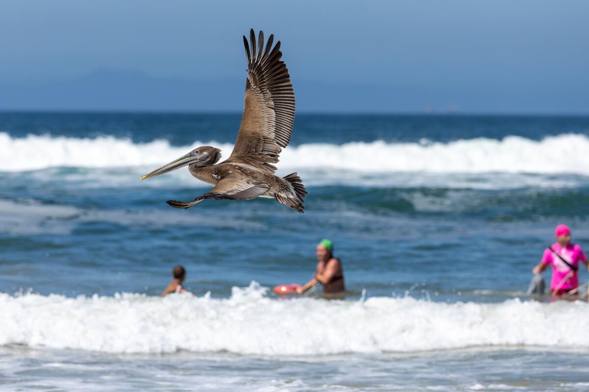 One of the 13 rehabilitated Brown Pelicans takes flight