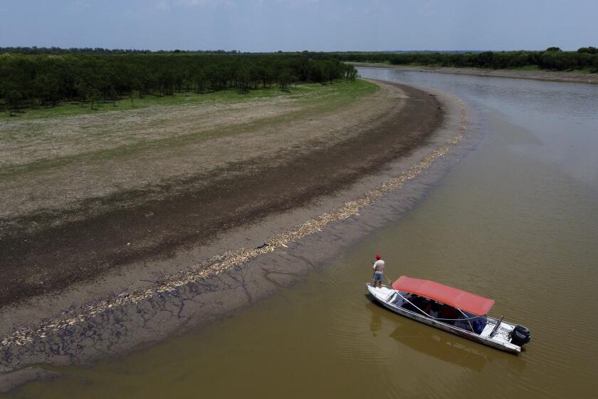 Un pescador de pie en su bote mientras navega cerca de miles de peces muertos en la orilla del lago Piraña debido a una sequía extrema en el estado de Amazonas, el miércoles 27 de septiembre de 2023, en Manacapuru, Brasil. (AP Foto/Edmar Barros)