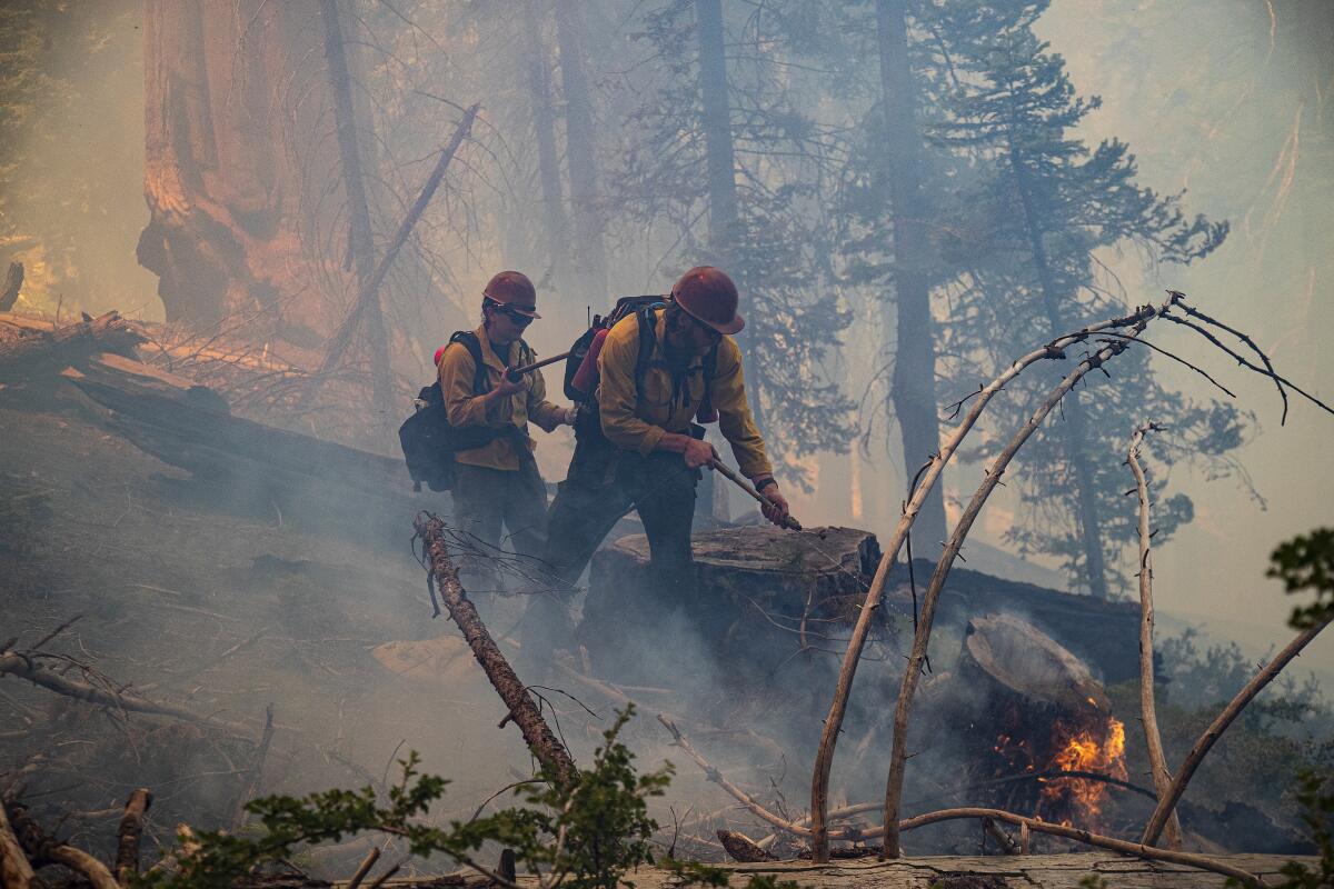 Wildland firefighters work to douse flames in a fallen tree trunk.
