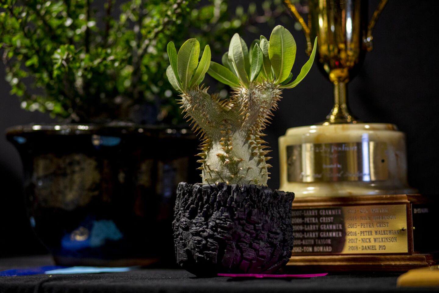 Andrew Toledo of North Hollywood's Pachypodium eburneum succulent, also known as a Madagascar palm, was one of the convention's trophy winners. It's a compact plant with tall white blooms, and is believed to be extinct in its native habitat in central Madagascar.