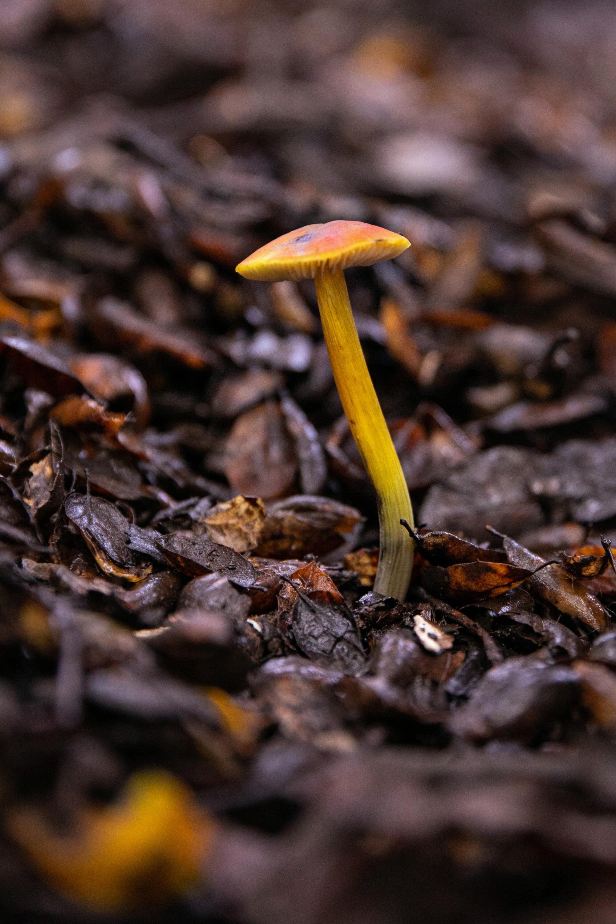 A small mushroom growing from the ground