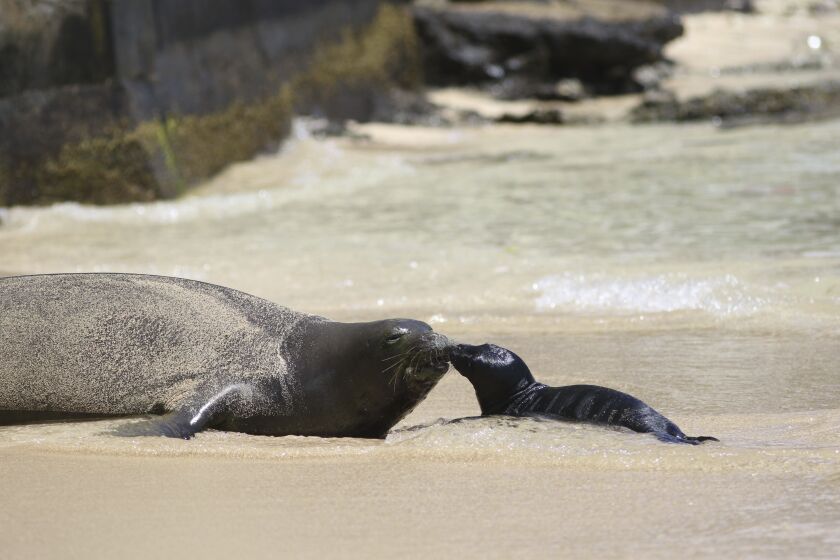 FILE - A Hawaiian monk seal and her newborn pup are seen on a Waikiki beach in Honolulu on June 29, 2017. A young Hawaiian monk seal has weaned and relocated, allowing a stretch of a popular Hawaii beach to reopen Tuesday, May 30, after it was made off-limits to protect the endangered pup while it nursed. (AP Photo/Audrey McAvoy, File)