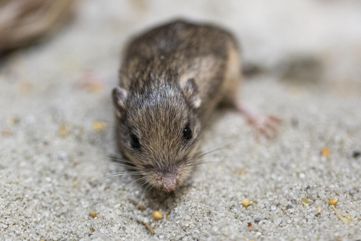 The world's oldest mouse? Meet Pat, who now has a place in the