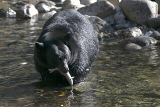 FILE - A Black Bear eats a Kokanee salmon it caught in the Taylor Creek Tuesday, Oct. 24, 2017, in South Lake Tahoe, Calif. Wildlife biologists and forest rangers at Lake Tahoe and across the West have been preaching the mantra for decades: Don't feed the bears! But a new study by scientists at the University of Nevada suggests it's okay to feed the birds at least the mountain chickadees on a ridge that bears their name on the north shore of a lake near the California-Nevada line. (AP Photo/Rich Pedroncelli, File)