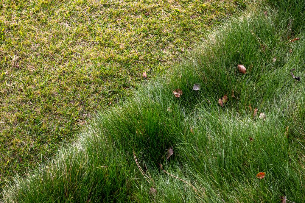 4 low-water turf alternatives that are California native grasses - Los ...