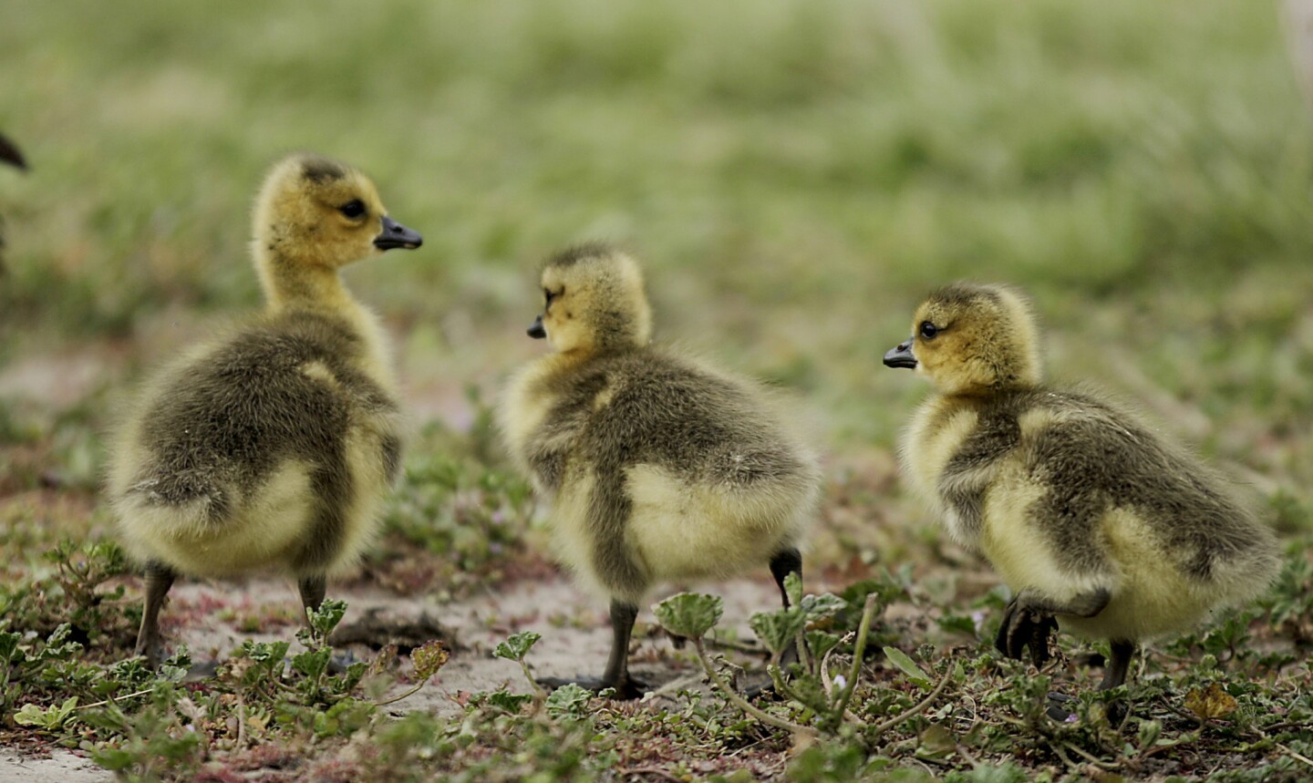 Canada goose goslings forage near a pond at Earvin "Magic" Johnson Park.