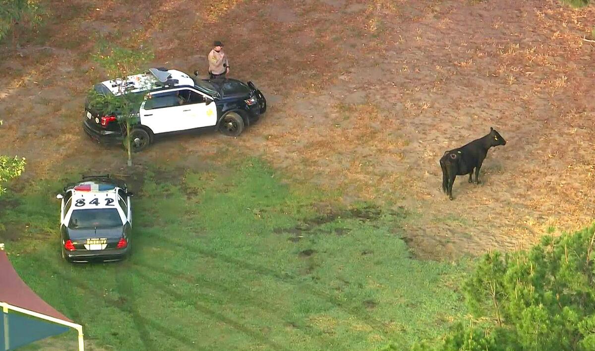 Two law enforcement vehicles and a cow in a park