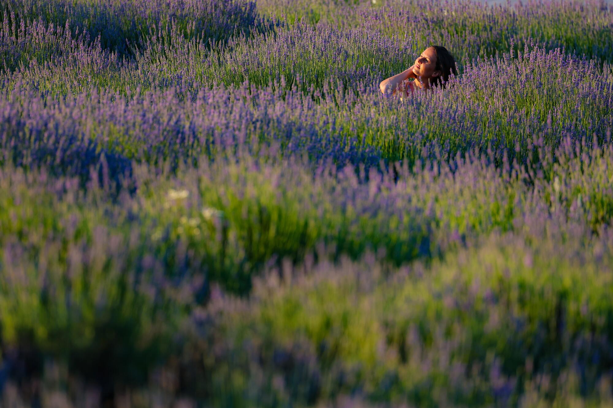 A woman is barely visible in a field of blooming lavender plants