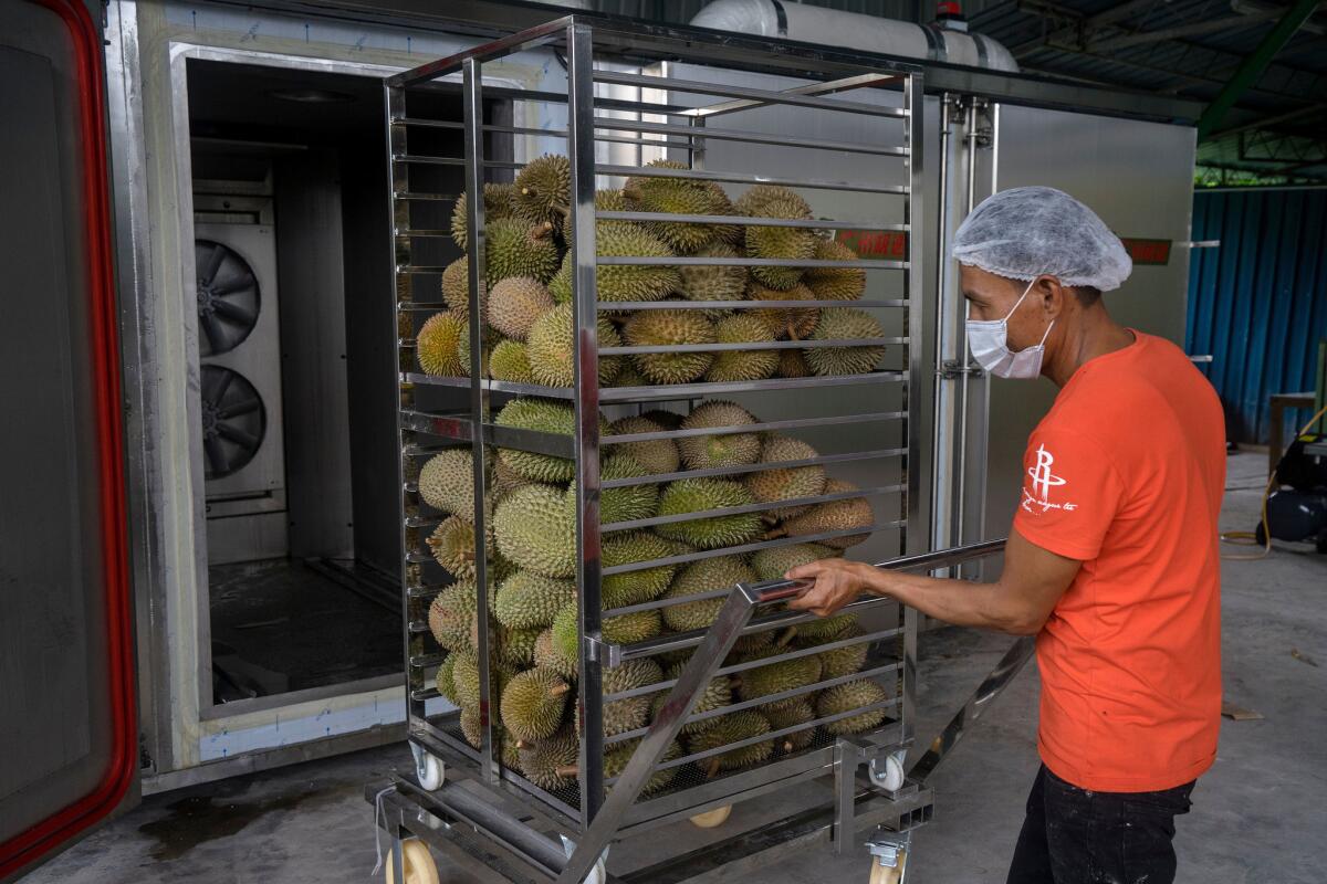 Durian fruits are flash frozen at the plant using nitrogen gas before they are exported to countries such as China. (Suzanne Lee / For The Times)