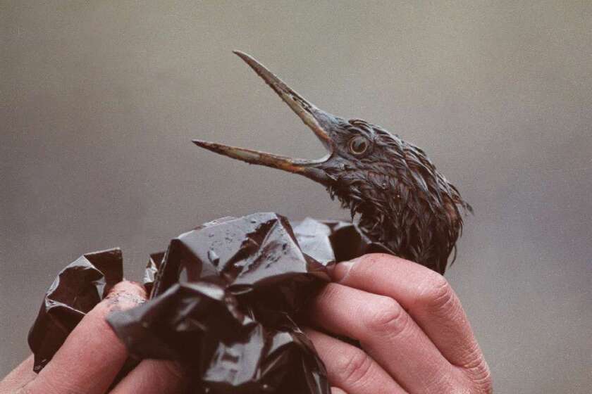 A present from Exxon: This oil-covered bird was a victim of the Exxon Valdez disaster, 25 years ago.