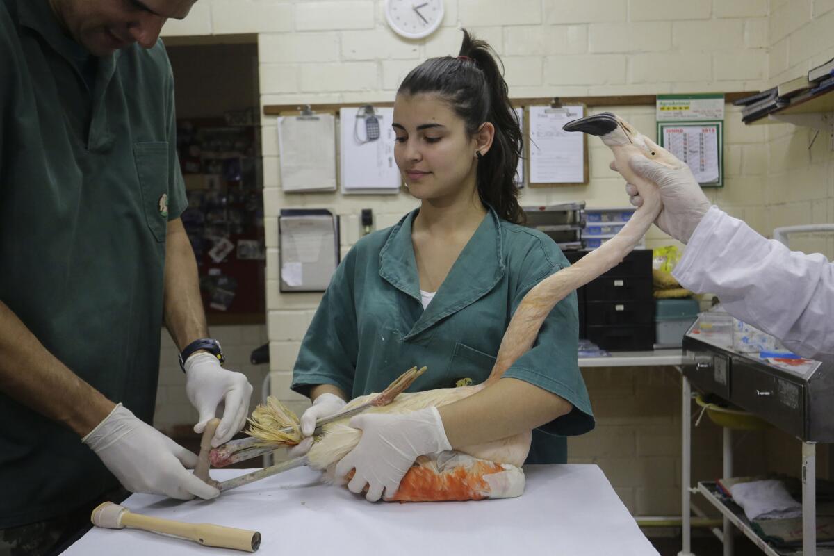 Varios veterinarios trabajan para colocarle una pata ortopédica a un flamenco chileno en un zoológico en Sorocaba, Brasil, el martes 23 de junio de 2015. (Foto AP/Nelson Antoine)