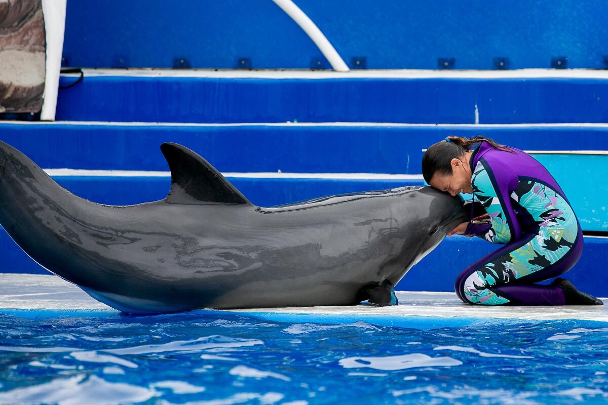A trainer performs with a dolphin at SeaWorld.