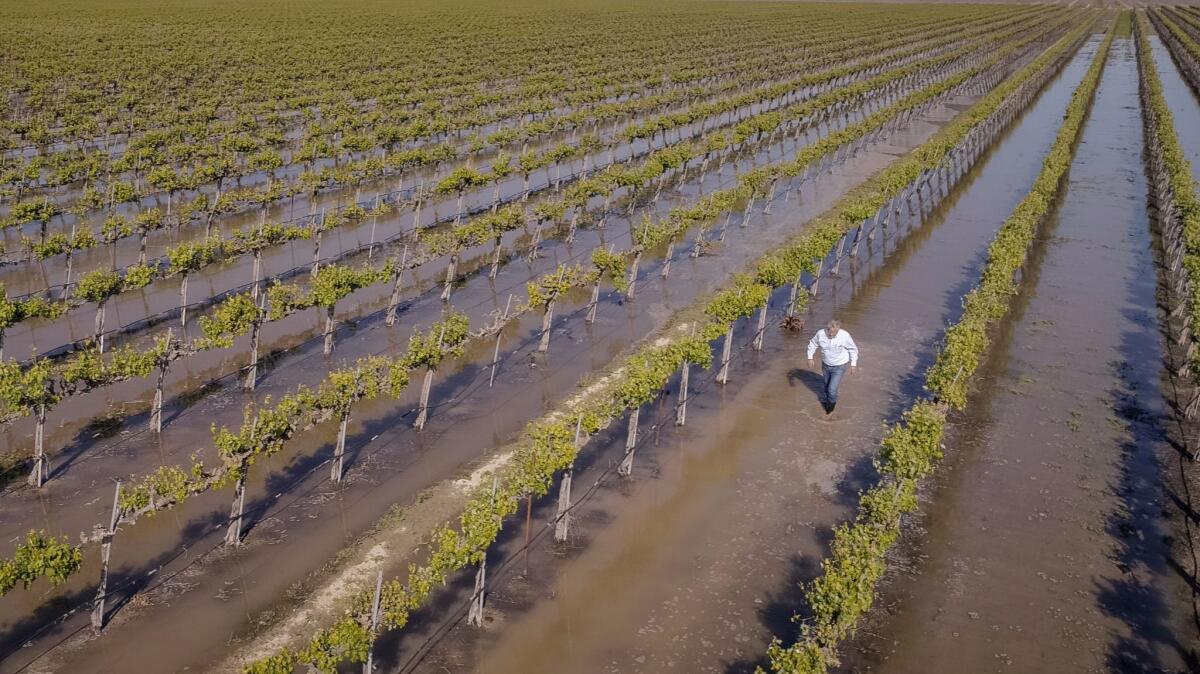 Don Cameron walks in a field of flooded grapes. He's using high flows off the Kings River to flood vineyards, nut groves and alfalfa fields to recharge the local groundwater basin.