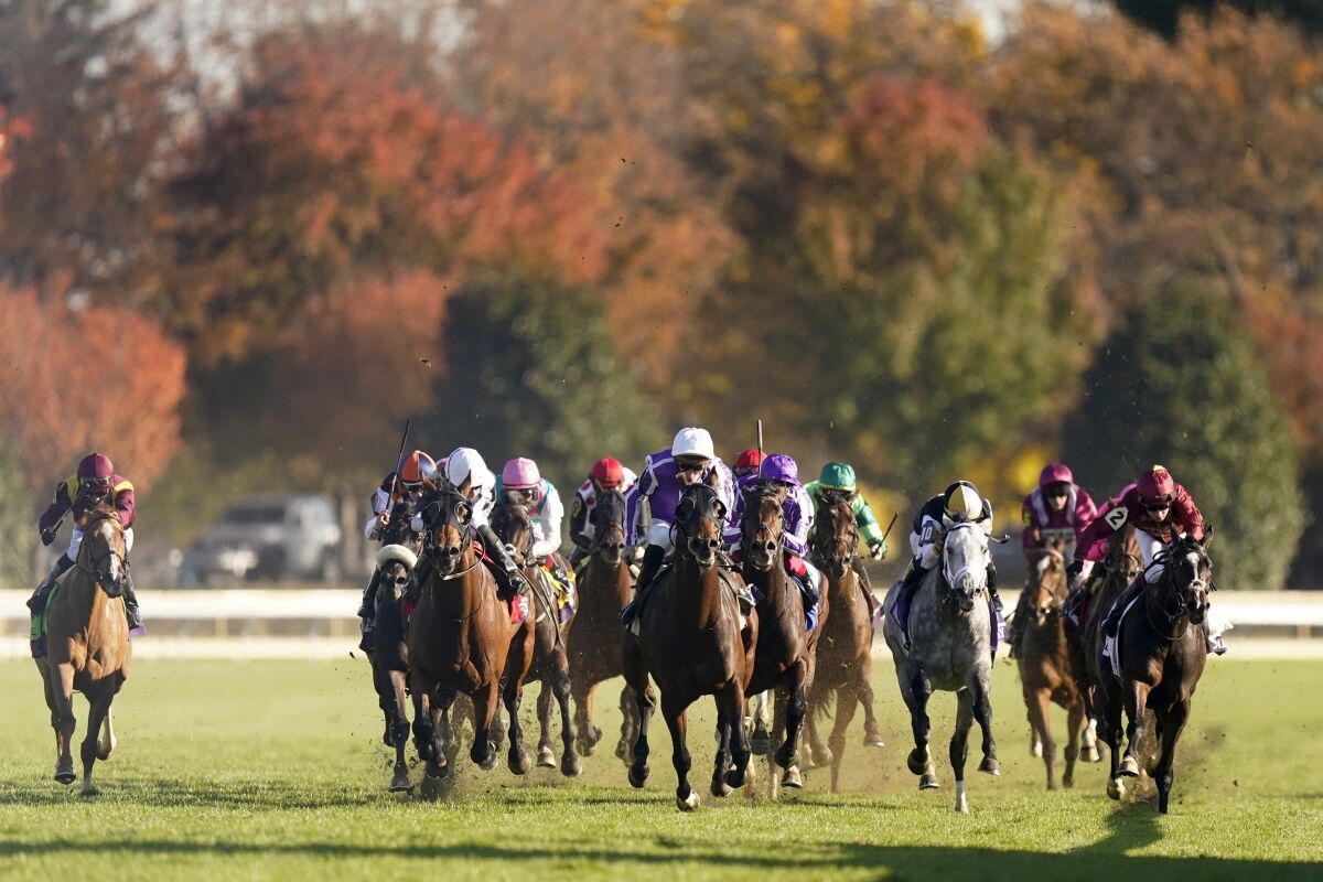 Horses race in the Breeders' Cup Mile at Keeneland Race Course in November.