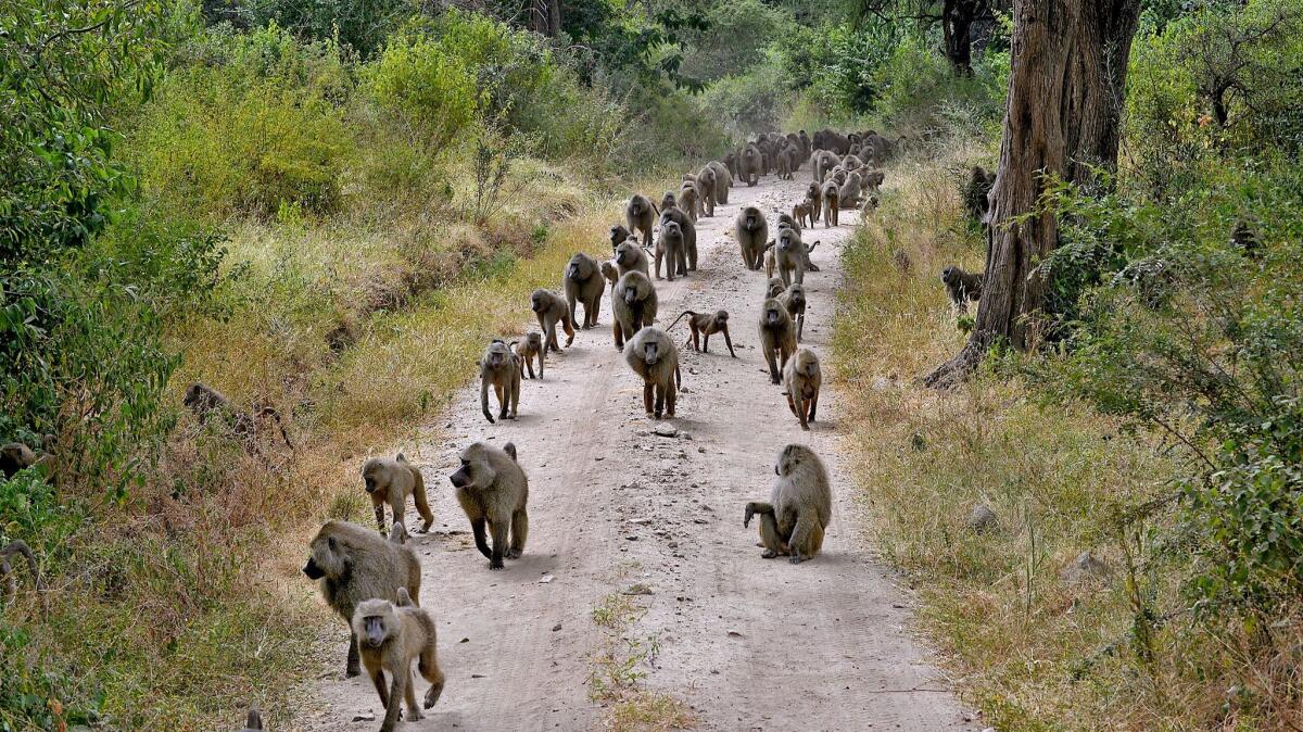 Baboons line the route Lake Manyara in the Manyara National Park.