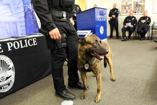 Glendale Police Officer Paul Shubunka introduces the new K9 Mike, a three-year old Dutch Shepherd during the Glendale Police Department's promotion and swearing in ceremony at the Glendale Police Department in Glendale, Ca., Thursday, September 12 , 2019. (photo by James Carbone)