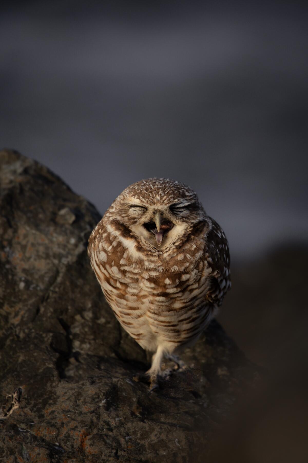 A burrowing owl in a busy park in Contra Costa County dozes off while devoutly standing guard outside his burrow.