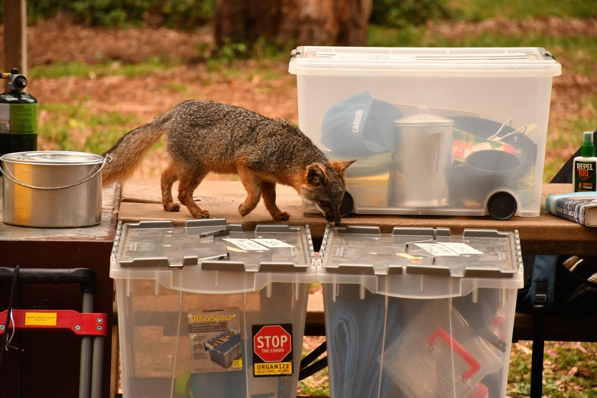 Island fox explores camper's gear at Scorpion Canyon Campground, Santa Cruz Island, Channel Islands National Park.