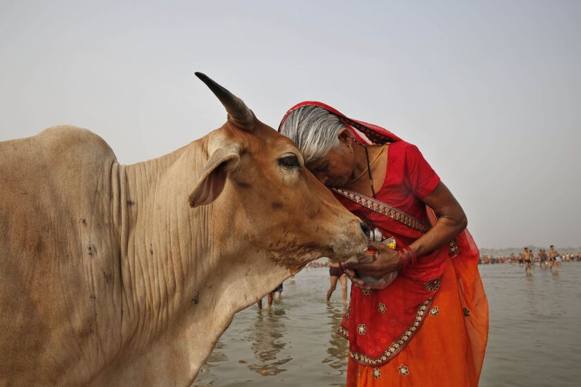FILE- A woman worships a cow as Indian Hindus offer prayers to the River Ganges, holy to them during the Ganga Dussehra festival in Allahabad, India, June 8, 2014. India’s government-run animal welfare department has appealed to citizens to mark Valentine’s Day this year not as a celebration of romance but as "Cow Hug Day” to better promote Hindu values. The Animal Welfare Board of India said Wednesday that “hugging cows will bring emotional richness and increase individual and collective happiness.” (AP Photo/Rajesh Kumar Singh, File)