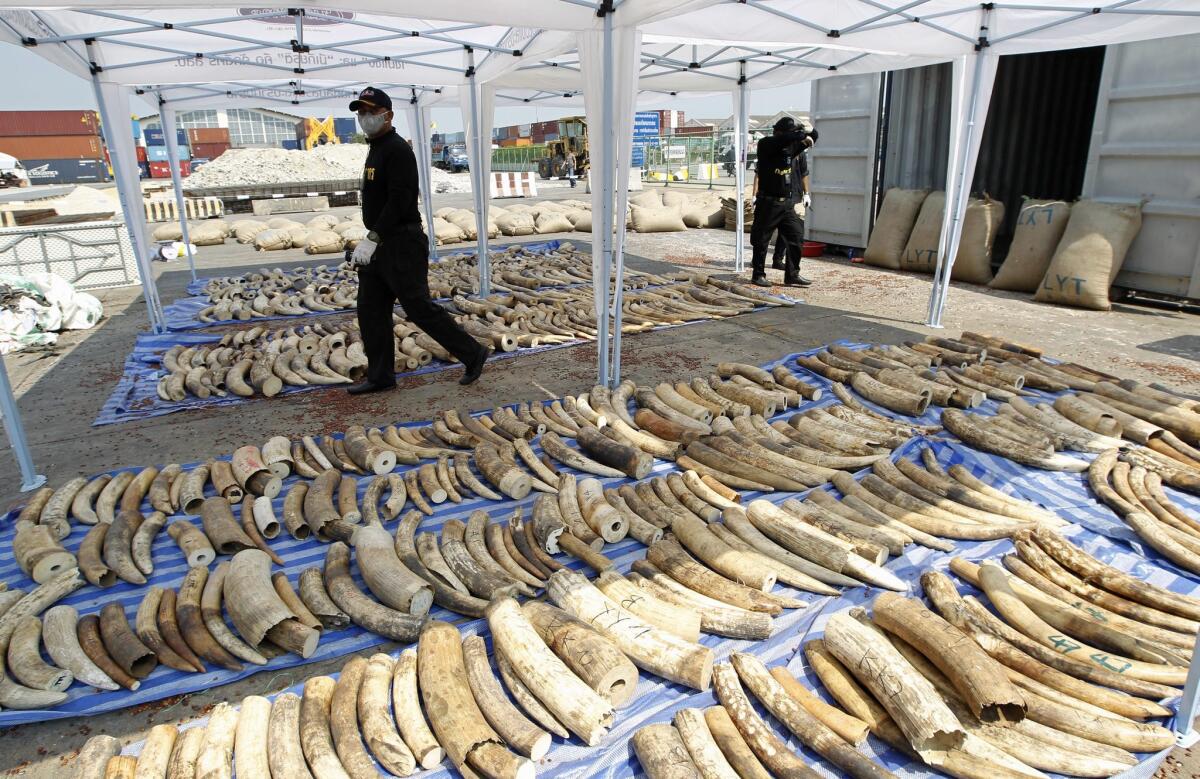Customs officers walk next to confiscated smuggled African elephant tusks during a news conference at the Port Authority of Thailand in Bangkok on April 20.