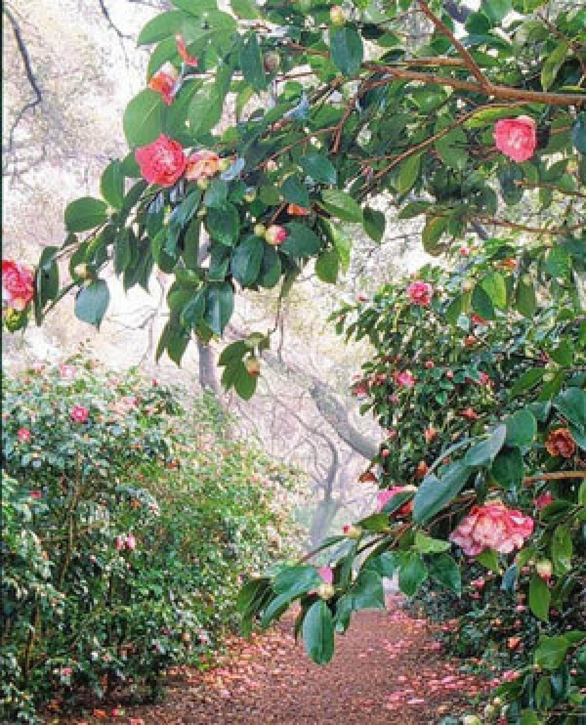 Camellias make for colorful walks at Descanso Gardens, which is celebrating their winter blooms Jan. 11-12.