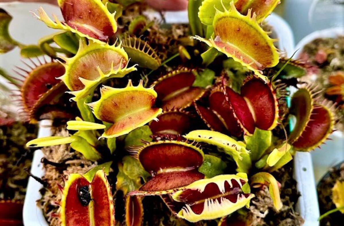 Venus fly traps (Dionaea muscipula) with open mouths in red, yellow and lime green. 