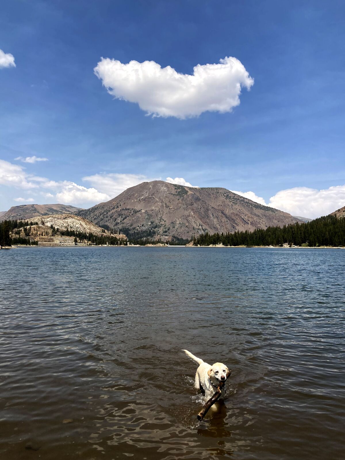 Murphy at Tioga Lake in front of mountains that until recent years had snow year-round.