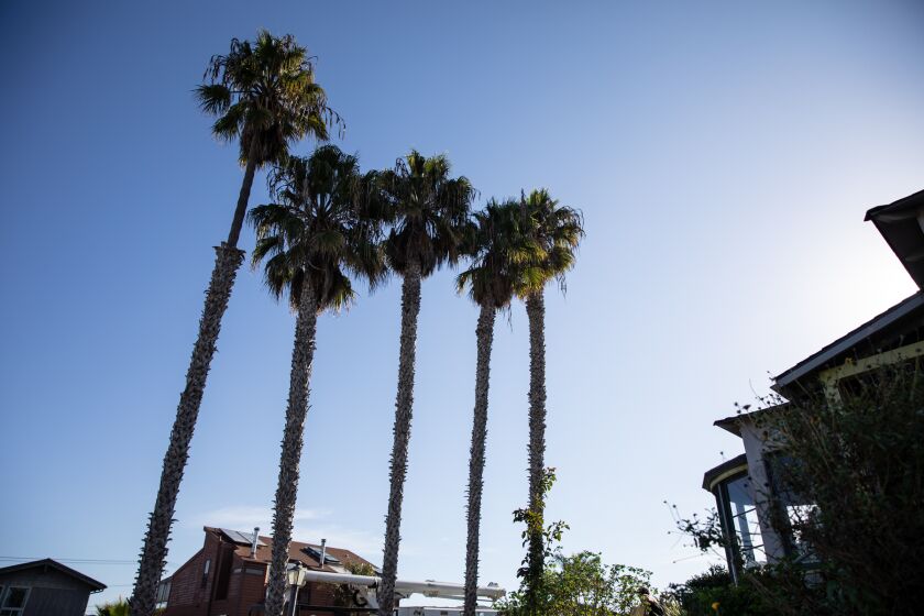 A group of residents gathered at the corner of Santa Barbara Street and Newport Avenue in Point Loma to protest against the city’s plan to cut down these palm trees in their neighborhood on Thursday, Oct. 21, 2021.