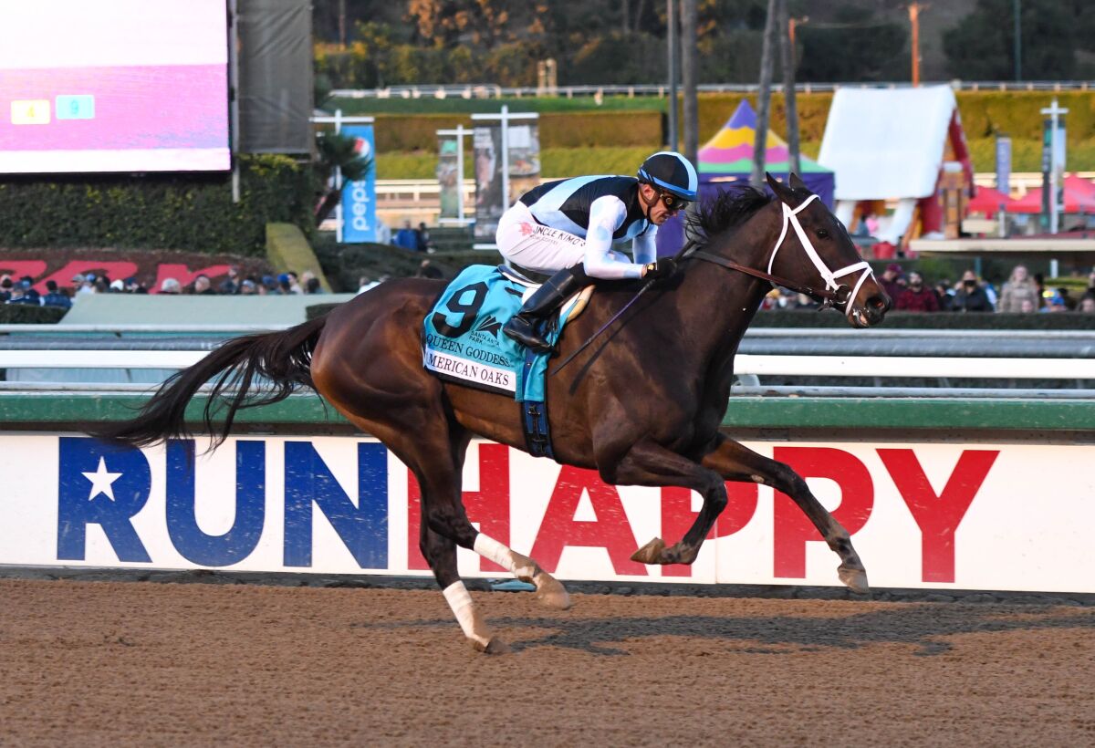 Queen Goddess on her way to a victory in the Grade I, $300,000 American Oaks.