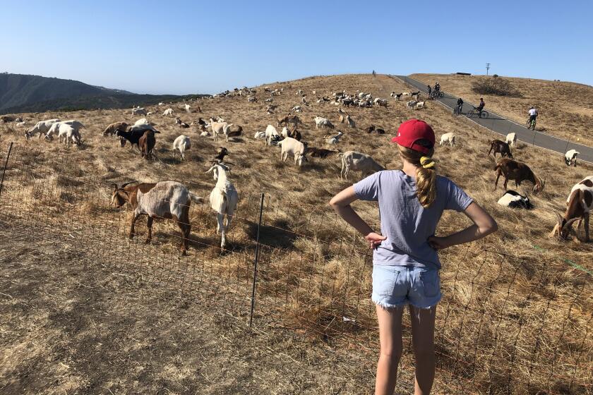 LAGUNA BEACH CA JULY 11, 2020 - Goat herds clear native grasses and non-native vegetation in Laguna Beach on July 11, 2020. (Marc Martin / Los Angeles Times)