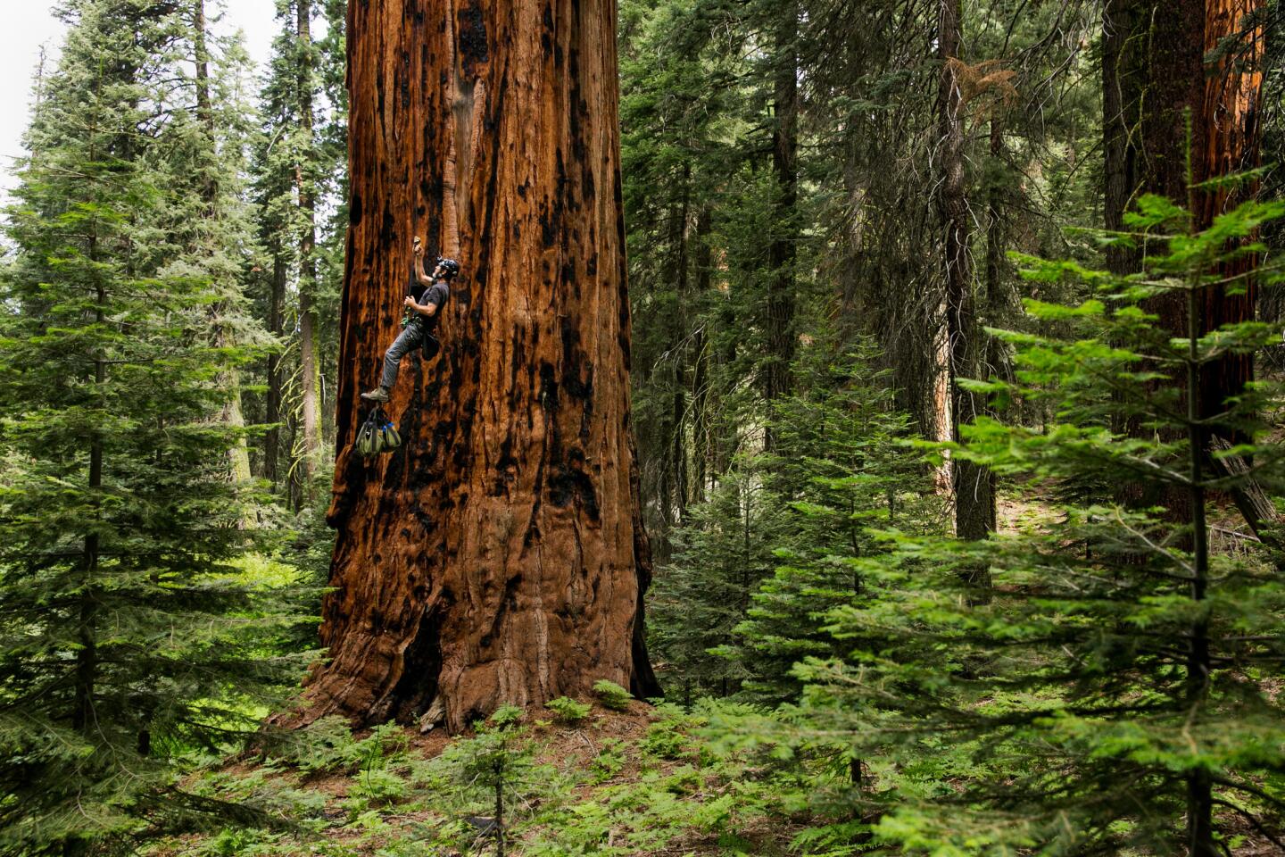 Sequoia National Park