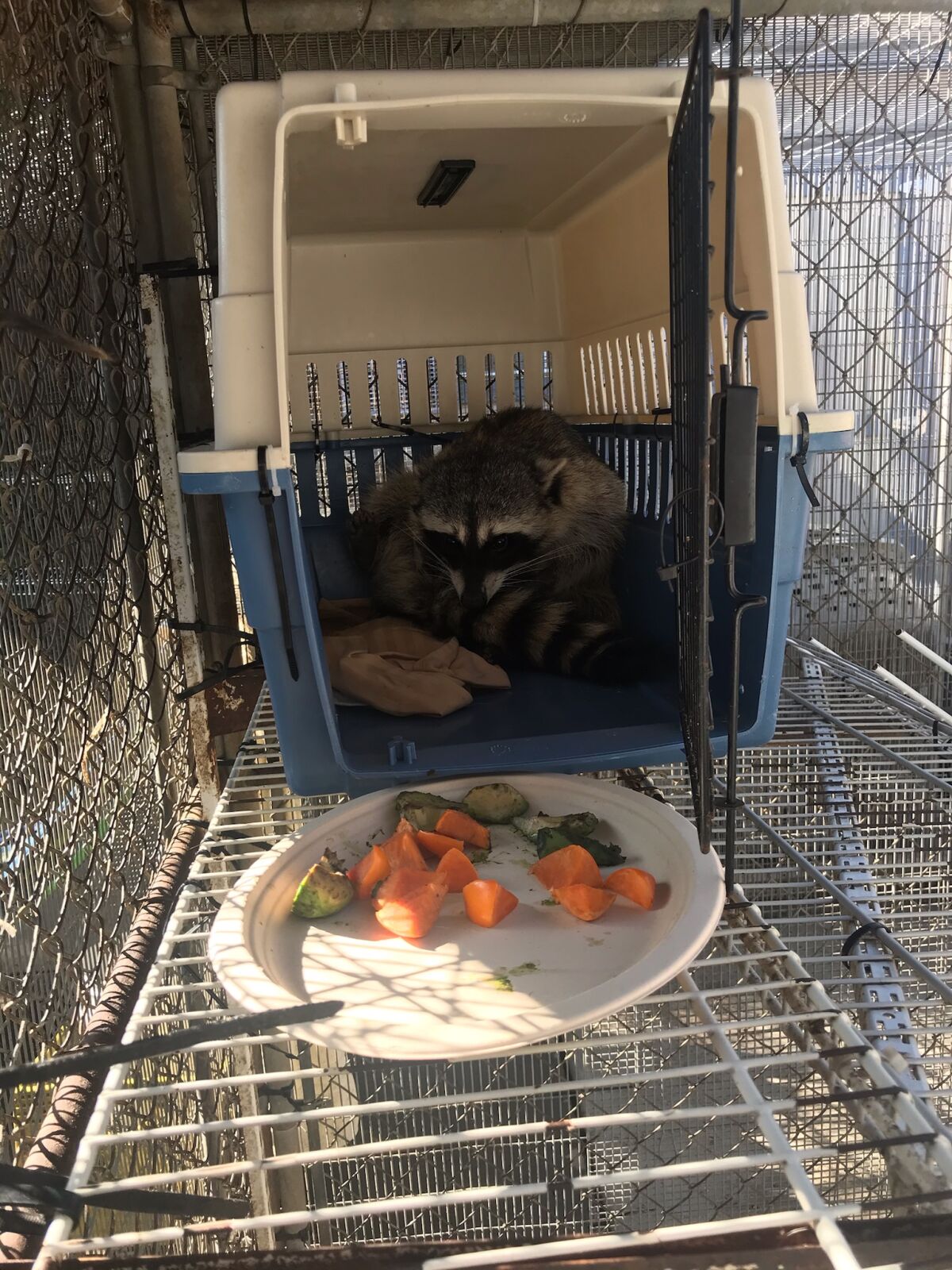 Burnie the raccoon enjoyed one last favorite snack: avocados and persimmons.