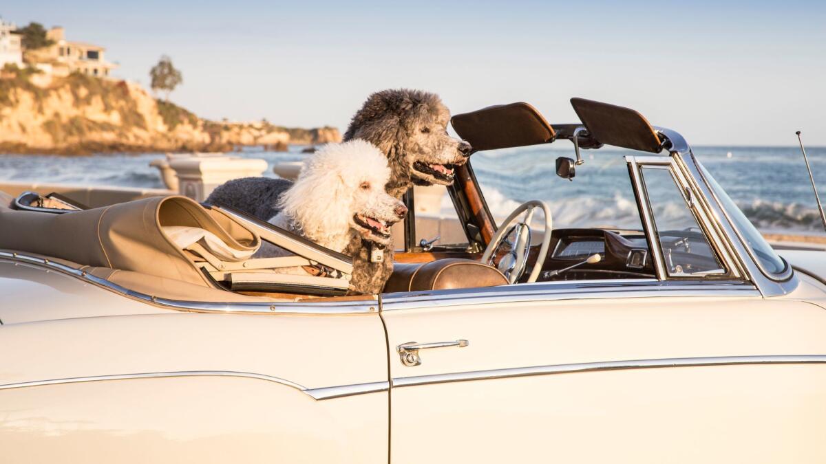 Poodles ride in a vintage car.