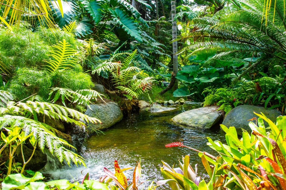 A view of the rain forest garden at the San Diego Botanic Garden.