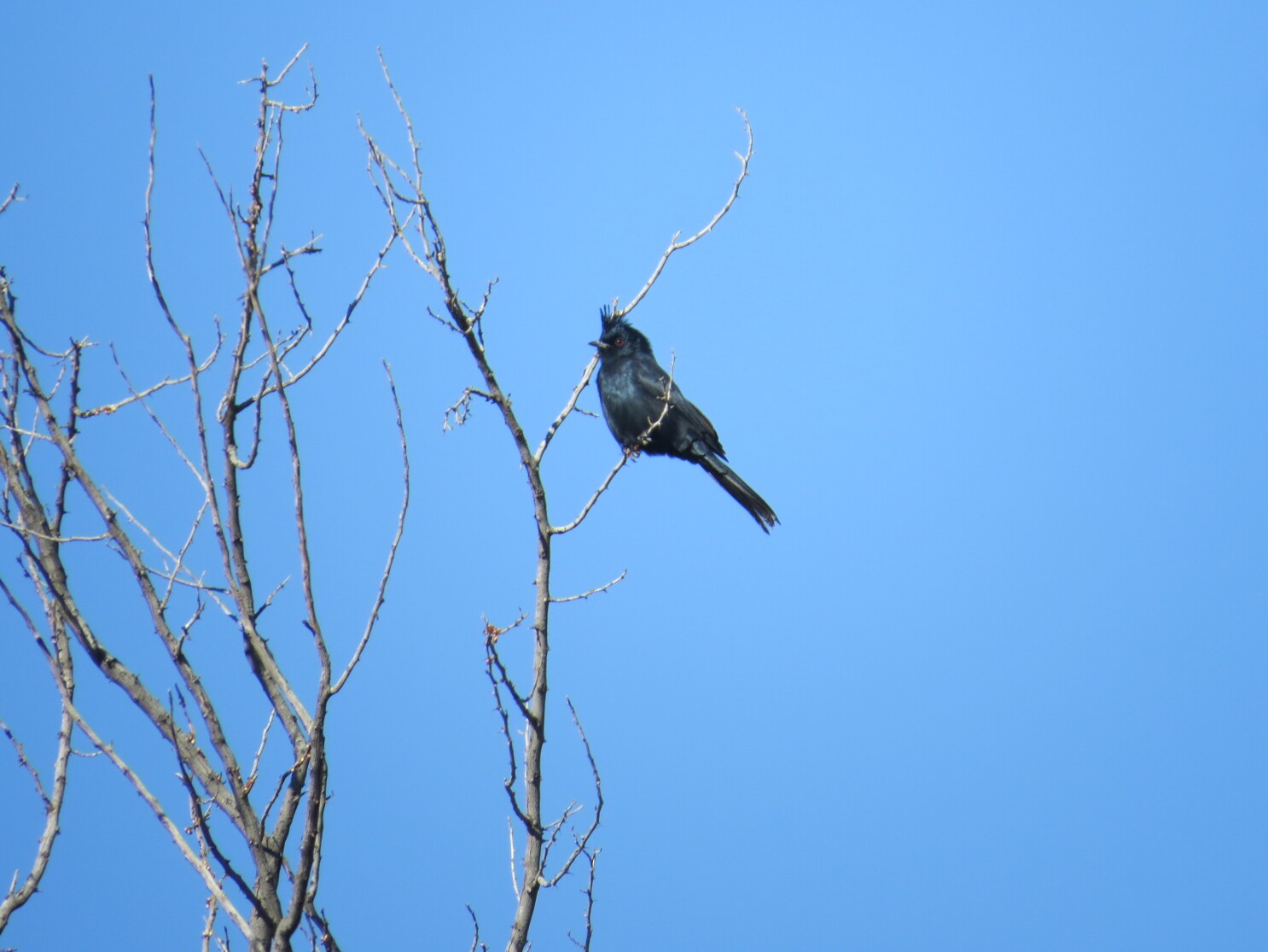 Shrinking Water Supply Puts Mojave Desert Birds On The Brink Los