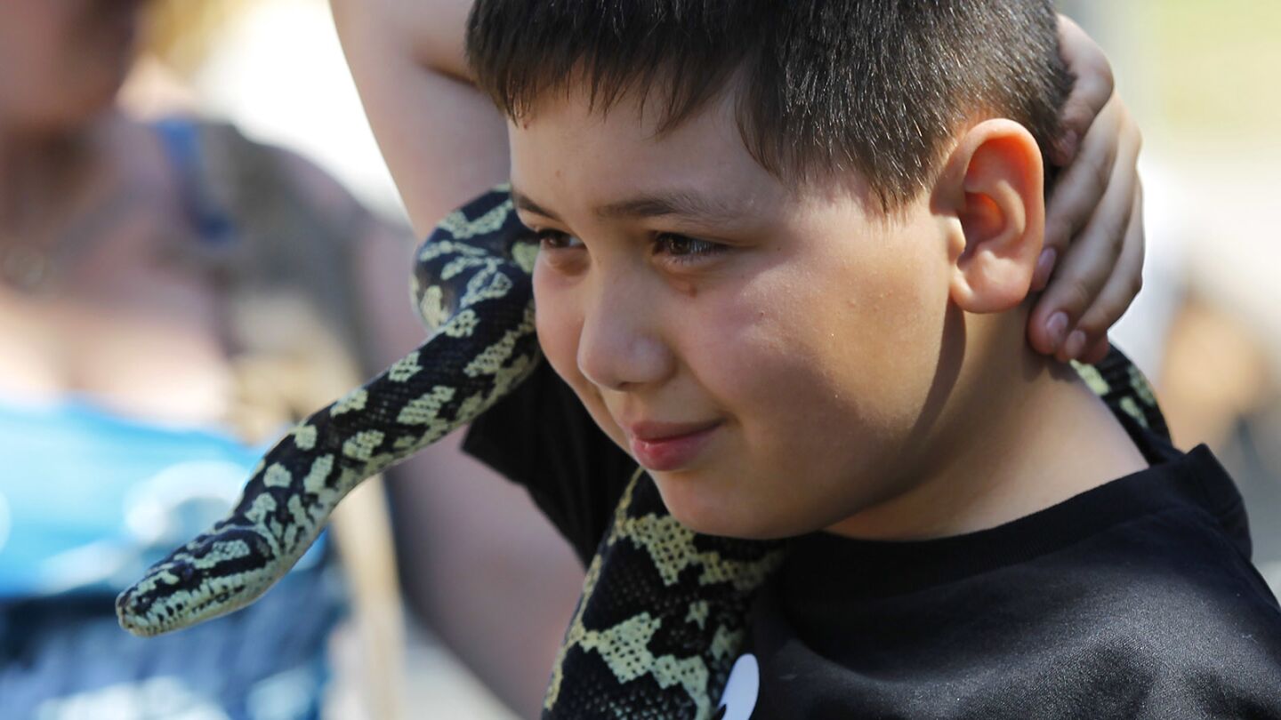 Sean Bernardo holds a Leia, a carpet python while walking with the Reptile Association of San Diego during the Earth Day parade at the 29th Annual EarthFair in Balboa Park on April 22, 2018. (Photo by K.C. Alfred/ San Diego Union -Tribune)