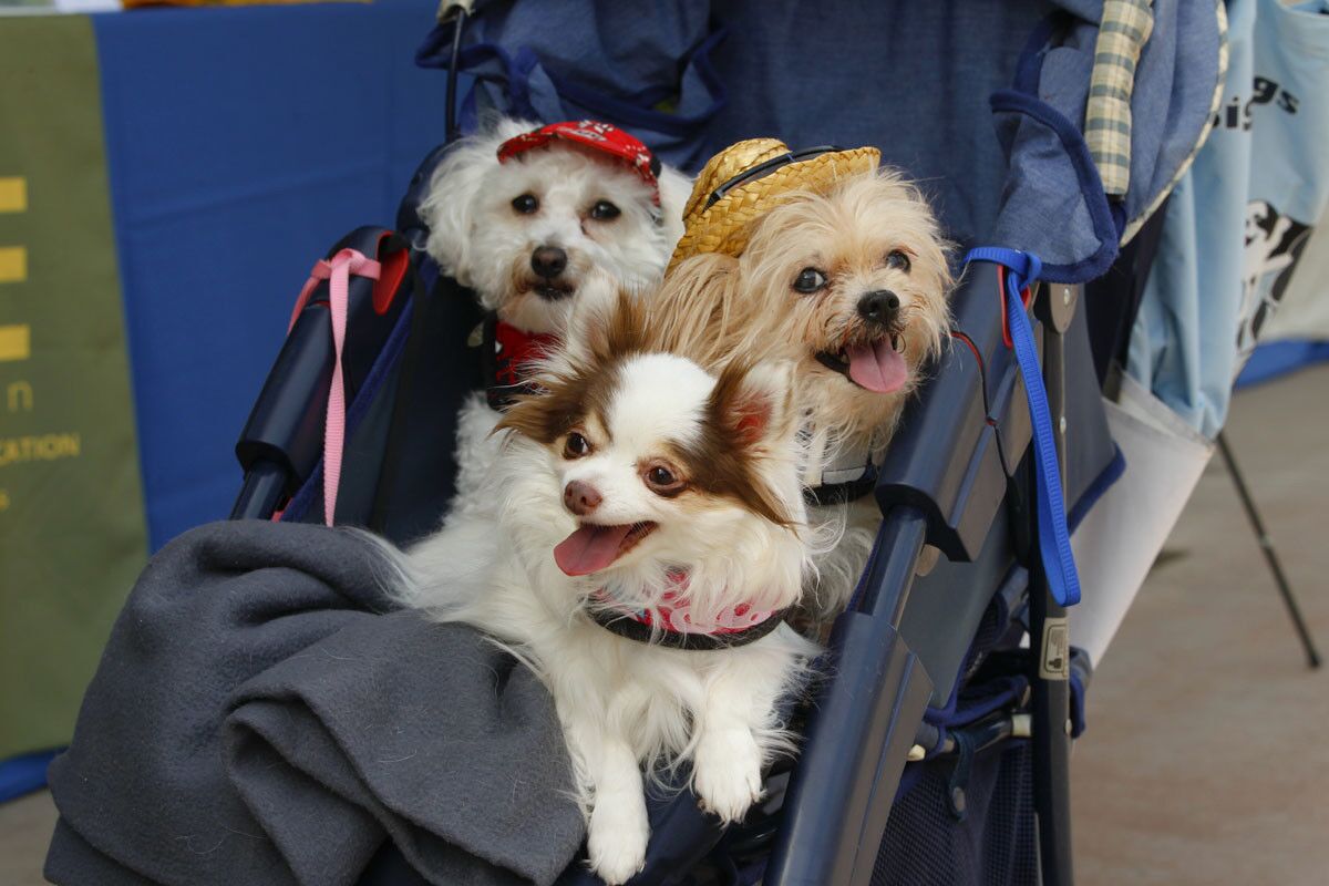Patches Thumper and Daisy from Escondido wait for the start of the 22nd Annual Ugly Dog Contest in Del Mar where they will compete in the category "Most Beautiful Dog" competition. (Nelvin C. Cepeda)