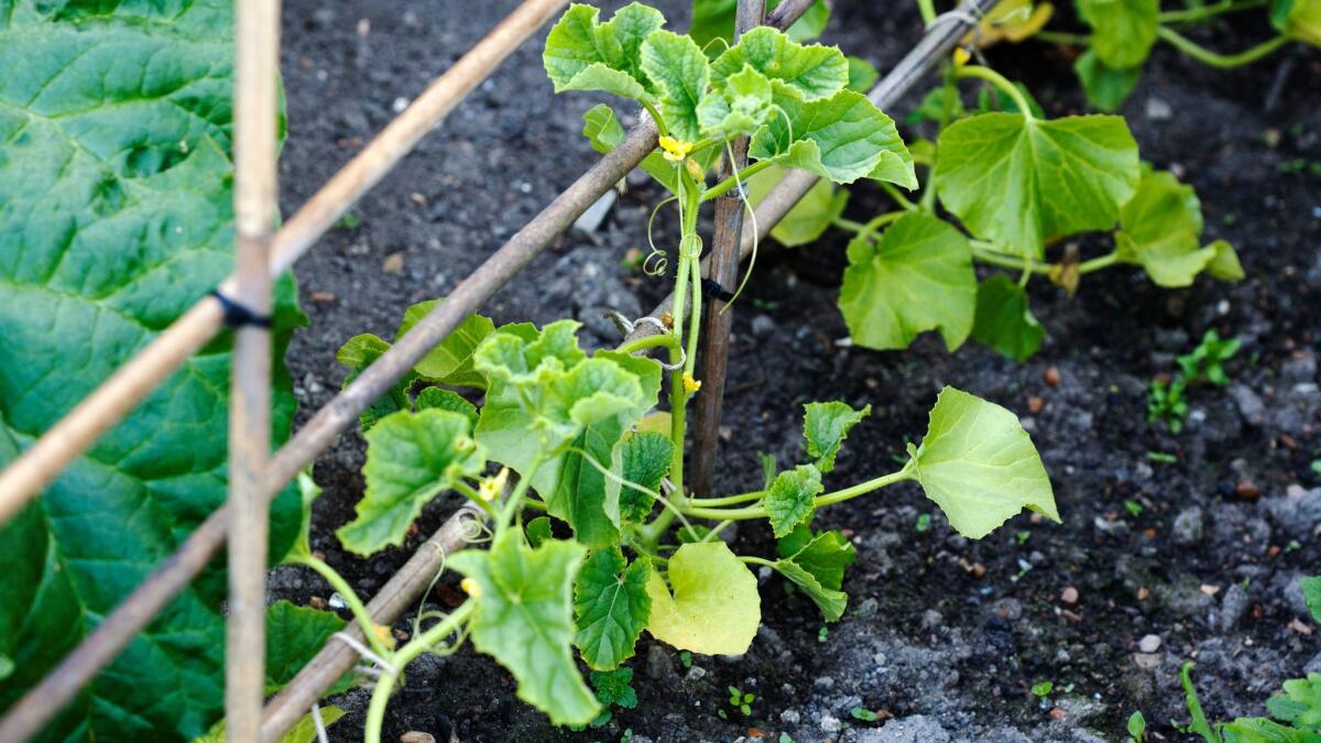 Melon Sweetheart Garden: Pashley Manor, Sussex ** OUTS - ELSENT, FPG, CM - OUTS * NM, PH, VA if sourced by CT, LA or MoD **