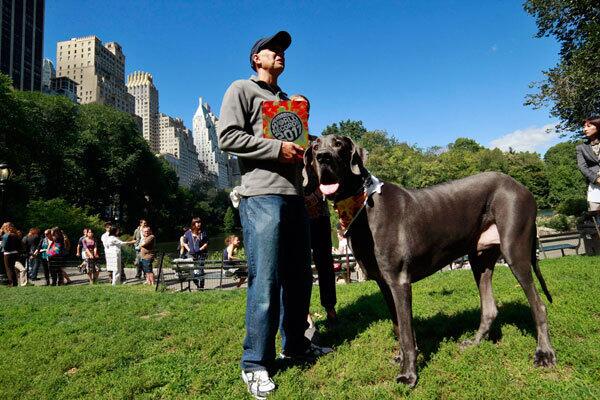 World's tallest living dog