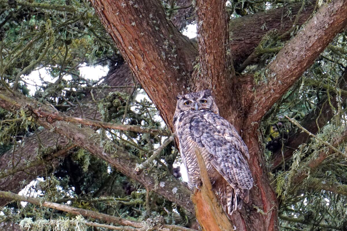 A great horned in a tree at Point Reyes National Seashore